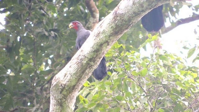 Caracara Gorjirrojo - ML201588931