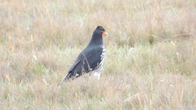 Caracara caronculé - ML201588971