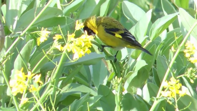 Hooded Siskin - ML201588981