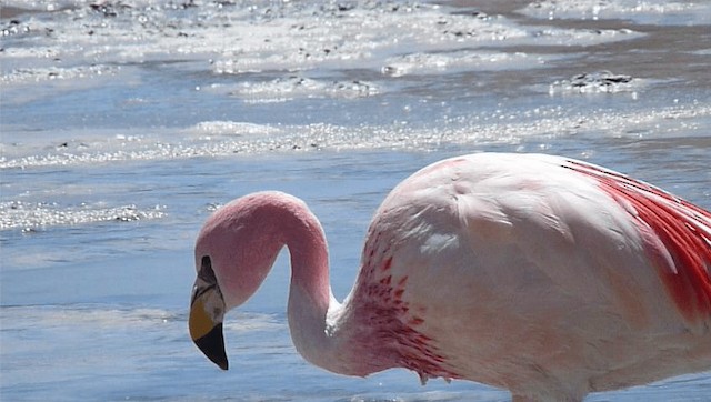 James's Flamingo - ML201589021