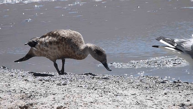 Andean Gull - ML201589061