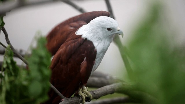 Brahminy Kite - ML201589071