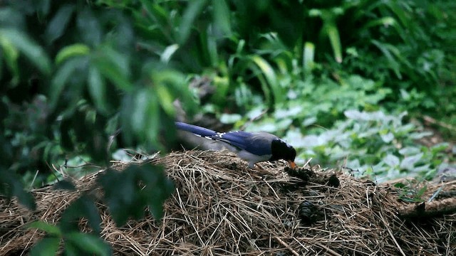 Yellow-billed Blue-Magpie - ML201589131