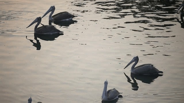 Spot-billed Pelican - ML201589141