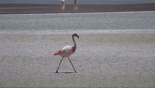 Puna Flamingosu - ML201589221