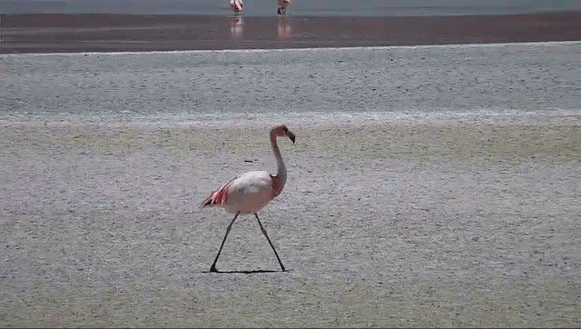 James's Flamingo - ML201589221