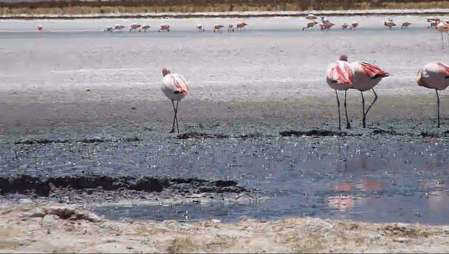 Puna Flamingosu - ML201589231