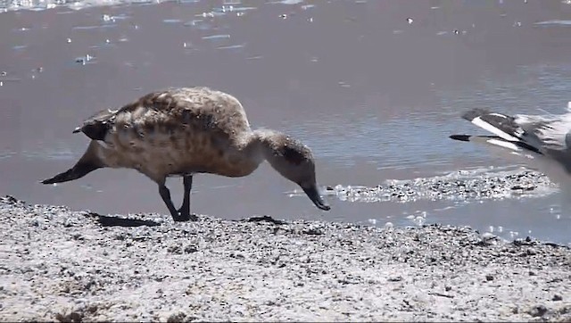 Chilean Flamingo - ML201589241