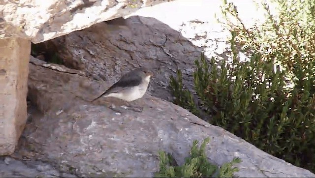 White-throated Sierra Finch - ML201589281