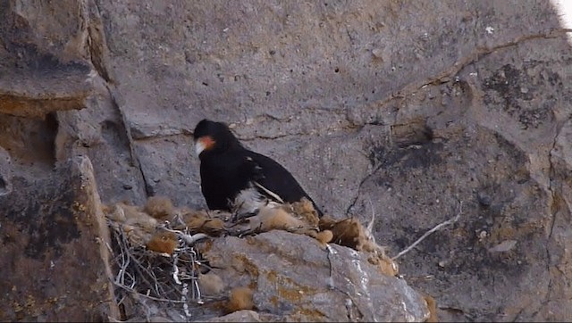 Caracara montagnard - ML201589291