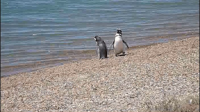 Magellanic Penguin - ML201589311