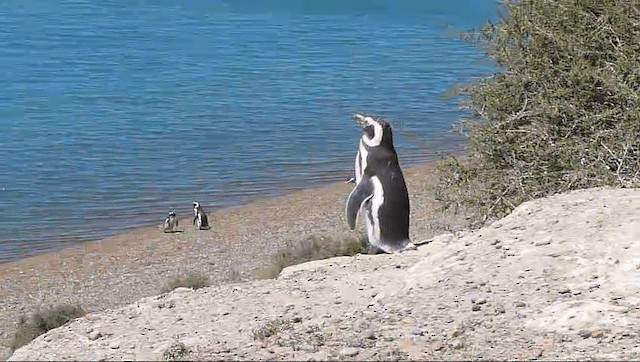 Magellanic Penguin - ML201589321