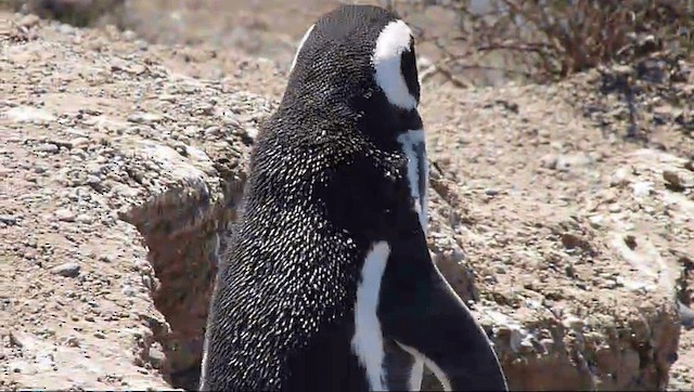 Magellanic Penguin - ML201589331