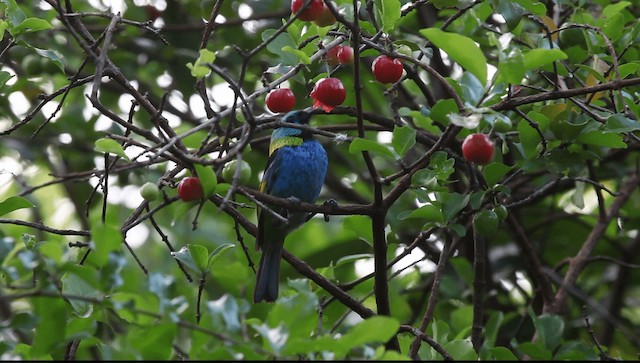 Green-headed Tanager - ML201589391