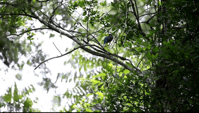 trogon surucua (ssp. surrucura) - ML201589411