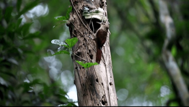 Lesser Woodcreeper - ML201589431