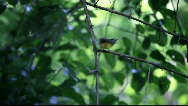 gyllenkroneparula (auricapilla gr.) - ML201589461