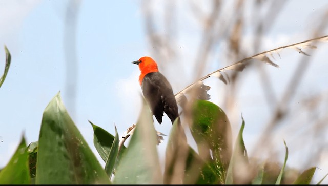 Scarlet-headed Blackbird - ML201589471