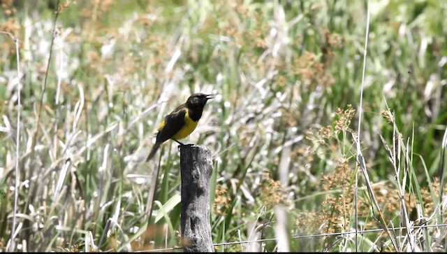 Yellow-rumped Marshbird - ML201589531