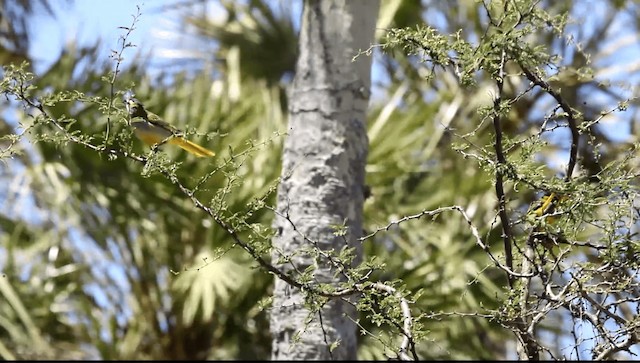 Yellow Cardinal - ML201589541