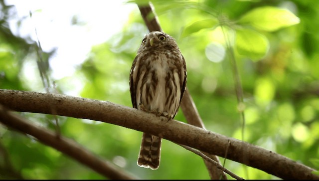 アカスズメフクロウ（brasilianum グループ） - ML201589561