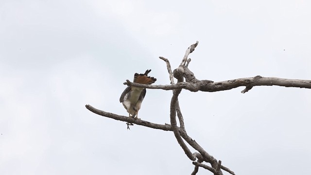 American Kestrel (South American) - ML201589571