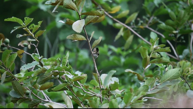 Rusty-backed Antwren - ML201589611