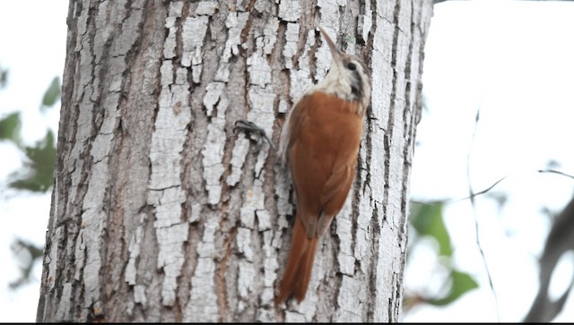 Narrow-billed Woodcreeper - ML201589621