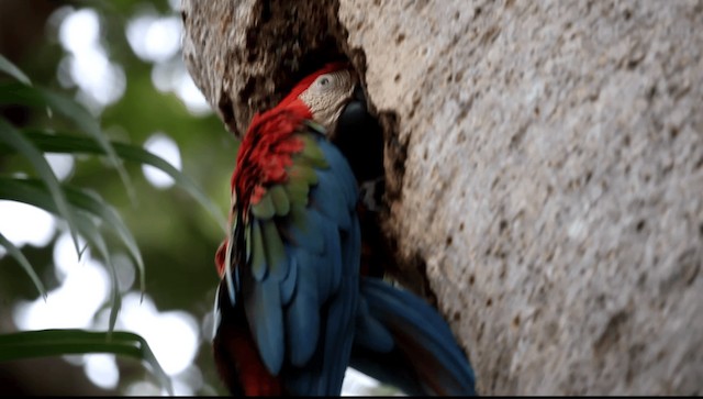 Red-and-green Macaw - ML201589631