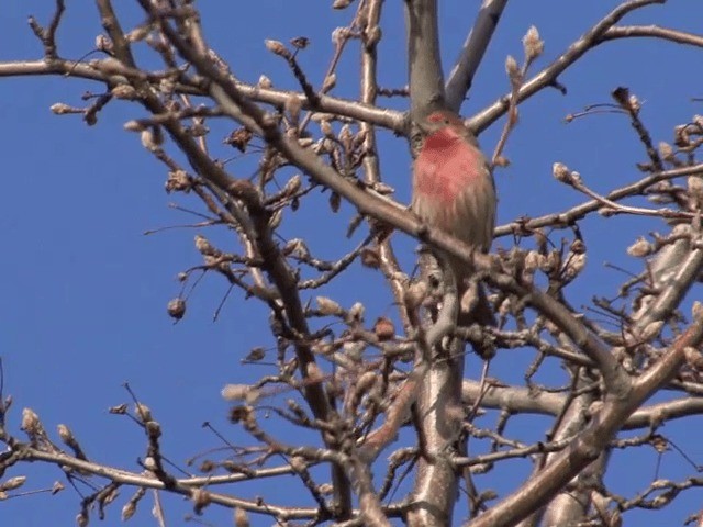 House Finch (Common) - ML201589671