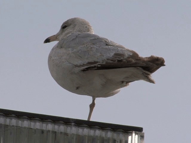 Делавэрская чайка - ML201589781