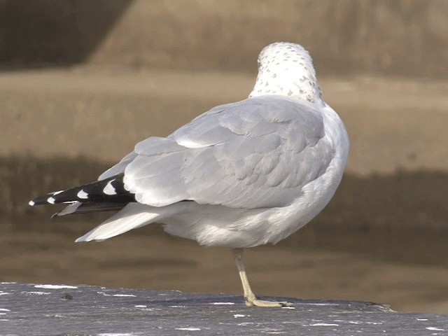 Делавэрская чайка - ML201589821