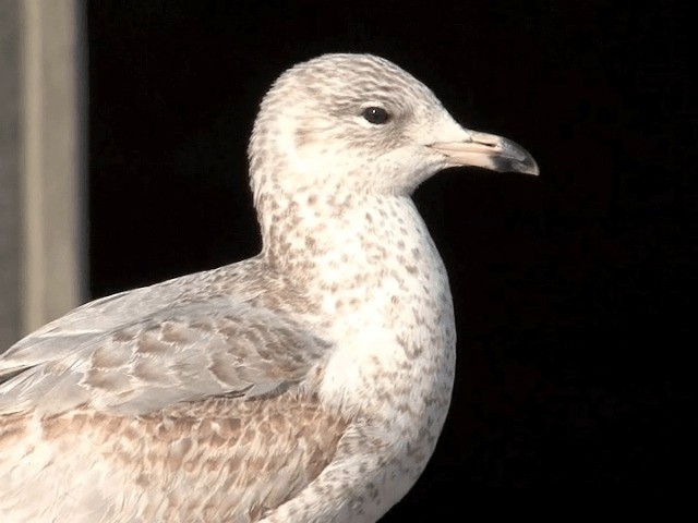 Делавэрская чайка - ML201589851