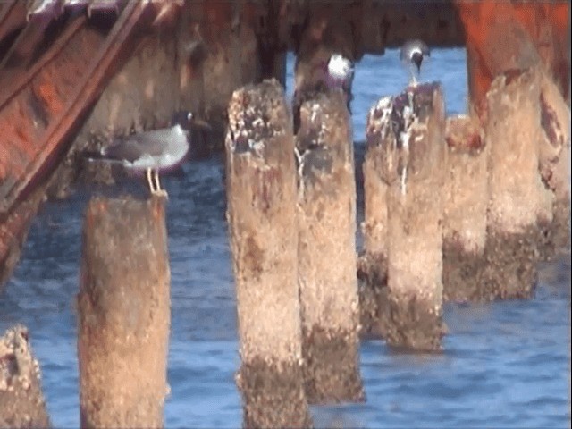 White-eyed Gull - ML201589871