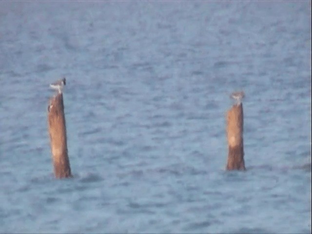 White-eyed Gull - ML201589891