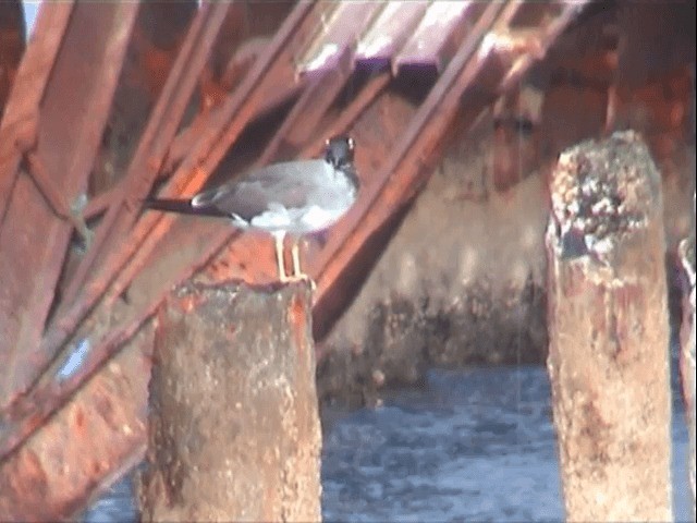 White-eyed Gull - ML201589911