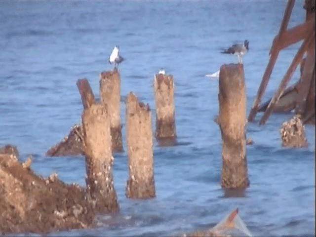 White-eyed Gull - ML201589921