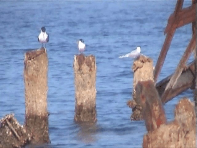 Great Crested Tern - ML201589951