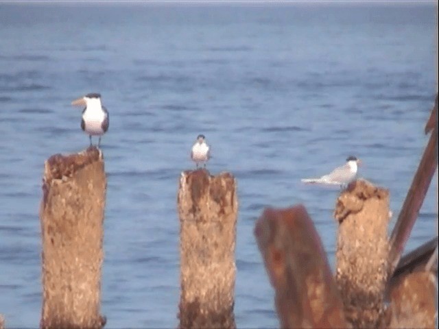 Lesser Crested Tern - ML201589961