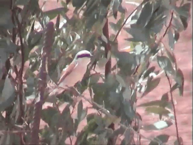 Red-backed Shrike - ML201590021