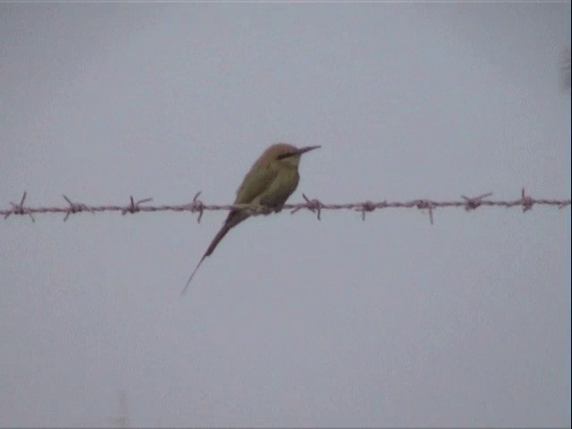 African Green Bee-eater - ML201590071