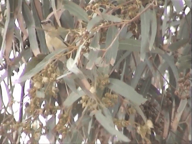 Nile Valley Sunbird - ML201590161