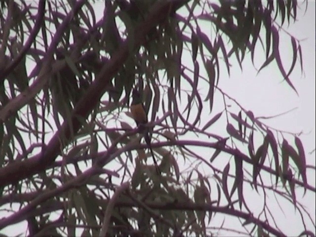 Nile Valley Sunbird - ML201590171