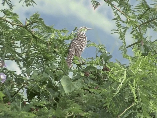 Fasciated Wren - ML201590211