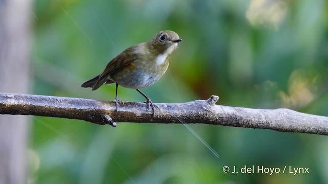 Himalayan Bluetail - ML201590261