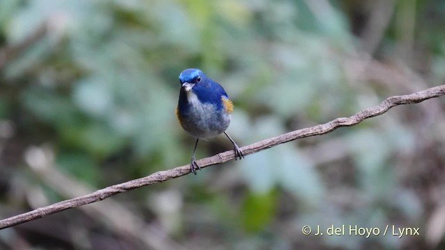 Himalayan Bluetail - ML201590271