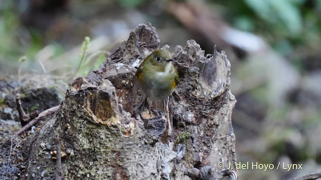 Himalayan Bluetail - ML201590281