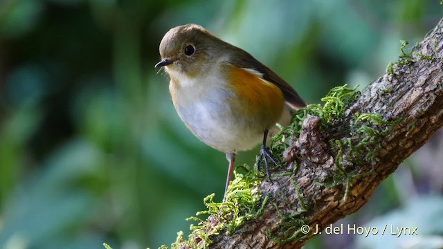 Himalayan Bluetail - ML201590291