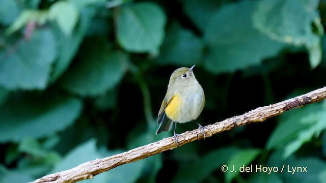 Himalayan Bluetail - ML201590301