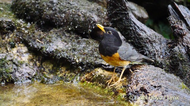 Black-breasted Thrush - ML201590311